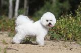 BICHON FRISE 362